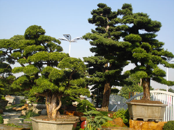 别墅庭院花架木屋凉亭场景案例：从设计到维护的实用方案